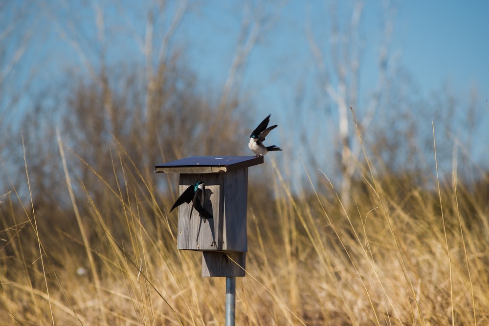 black bird on brown wooden stand during daytime