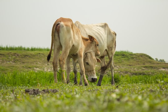 brown cow on green grass field during daytime in Brahmanbaria Sadar Upazila Bangladesh