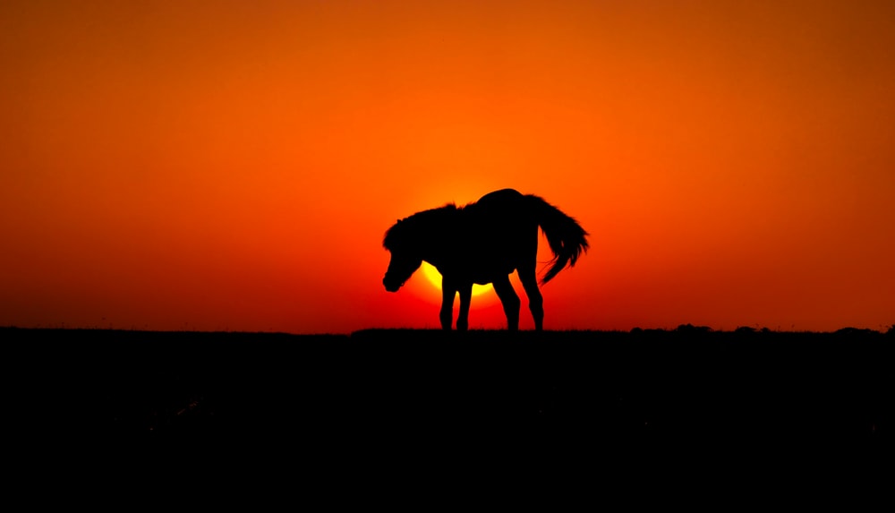silhouette of horse during sunset