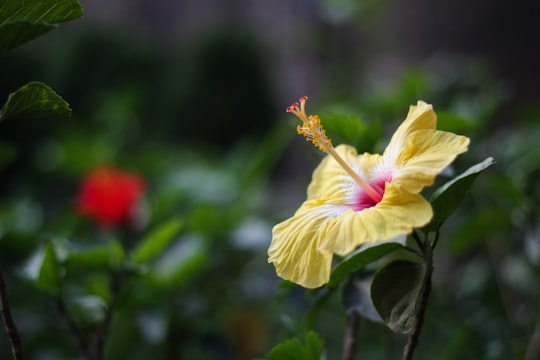 yellow and white flower in tilt shift lens in Brahmanbaria Sadar Upazila Bangladesh