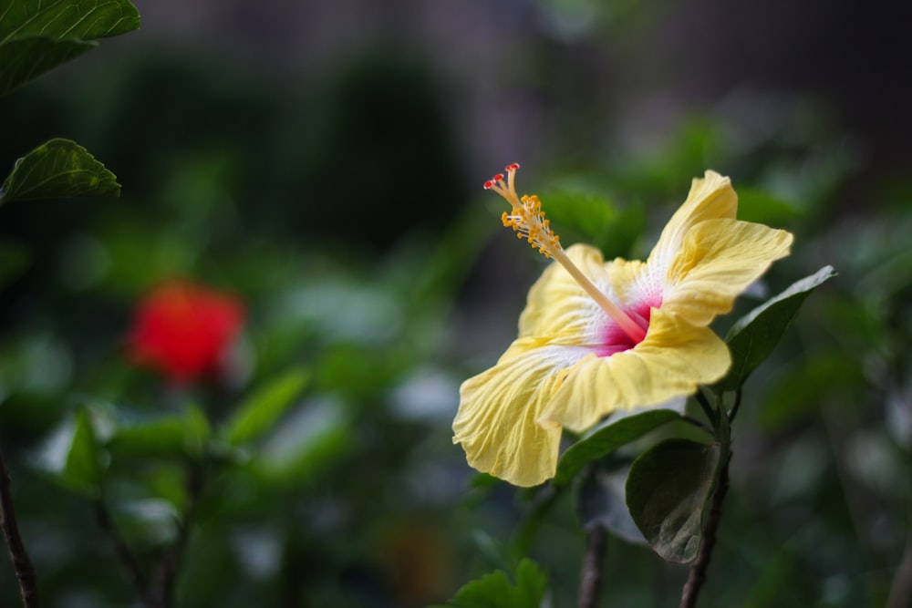 yellow and white flower in tilt shift lens