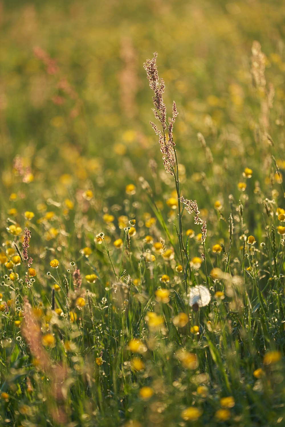 weißes und gelbes Blumenfeld tagsüber