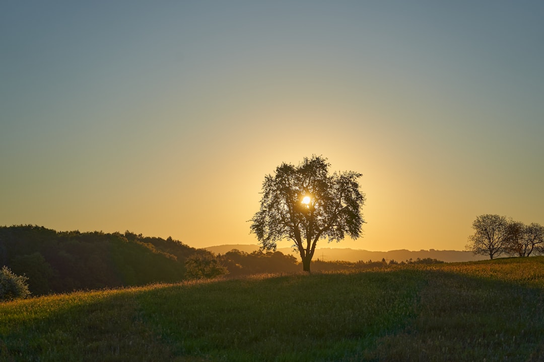 green tree on green grass field during sunset