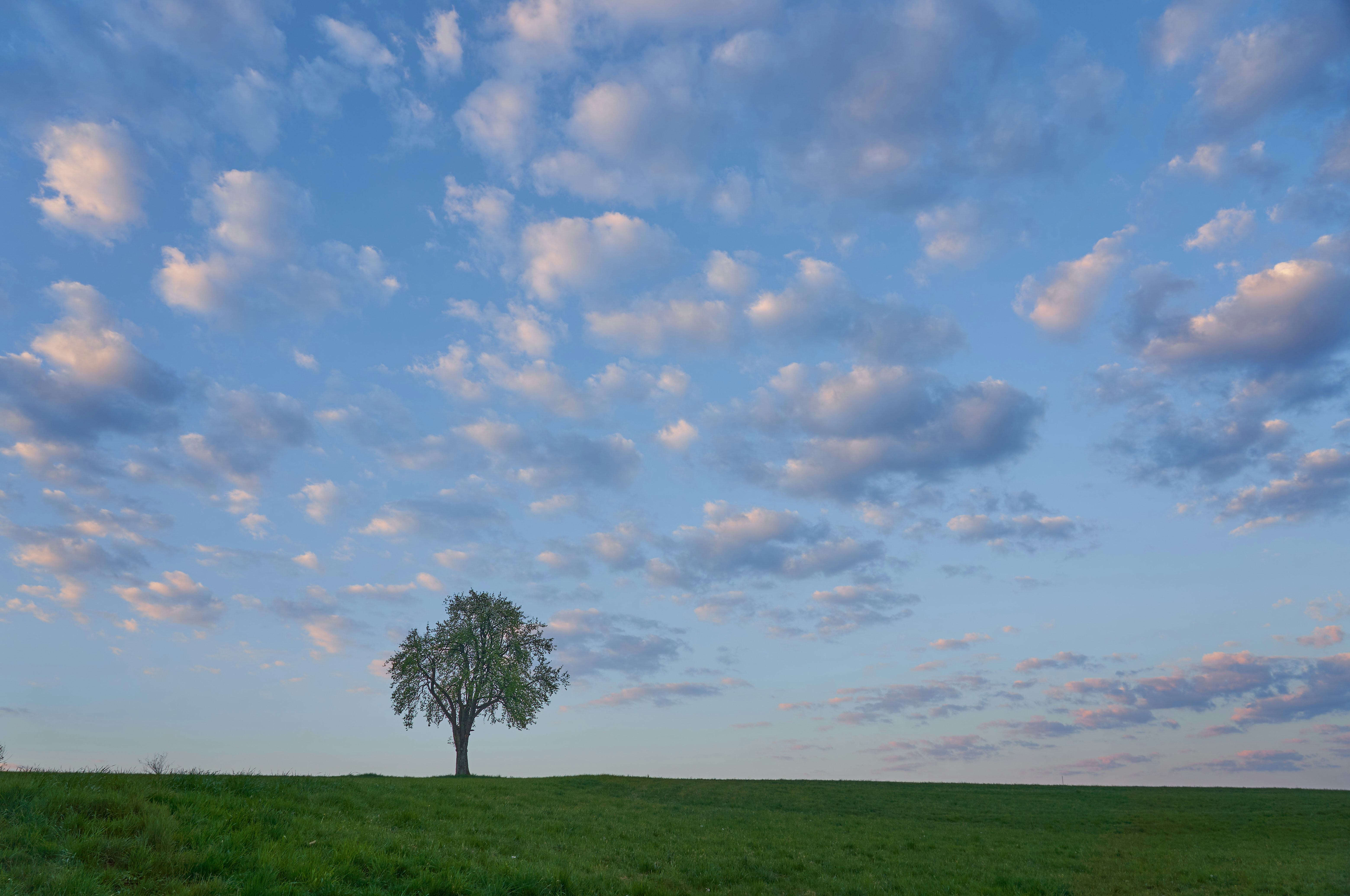 Photo by wolfgang_hasselmann