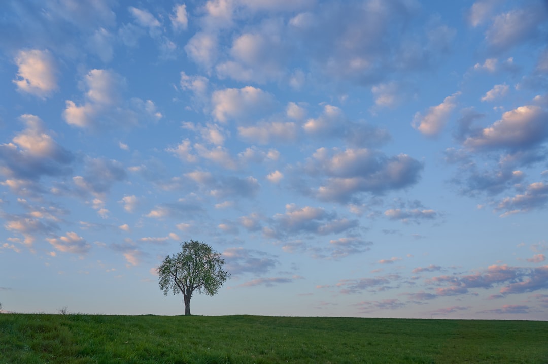 green palm tree under blue sky and white clouds during daytime