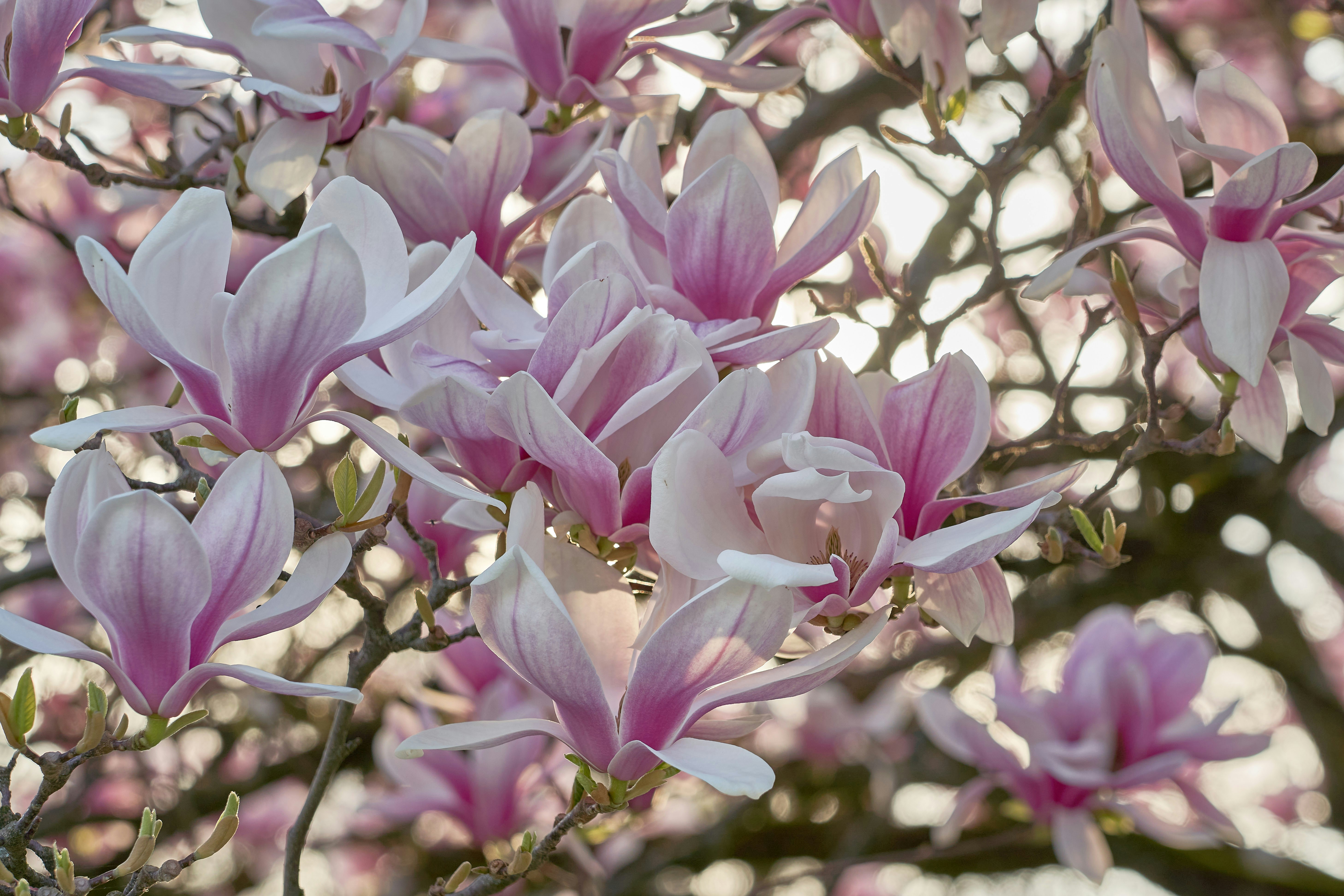 Photo by wolfgang_hasselmann