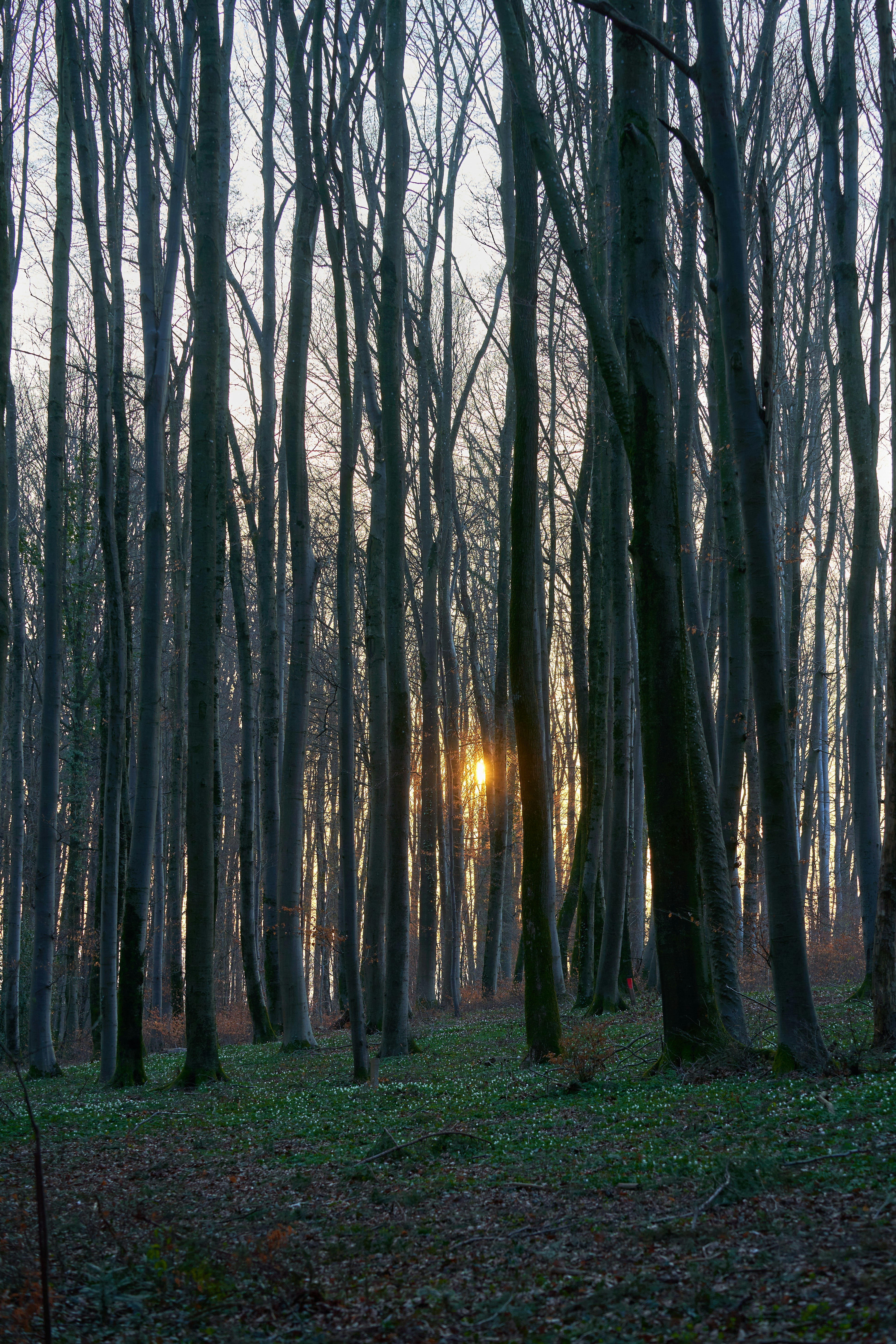 Photo by wolfgang_hasselmann