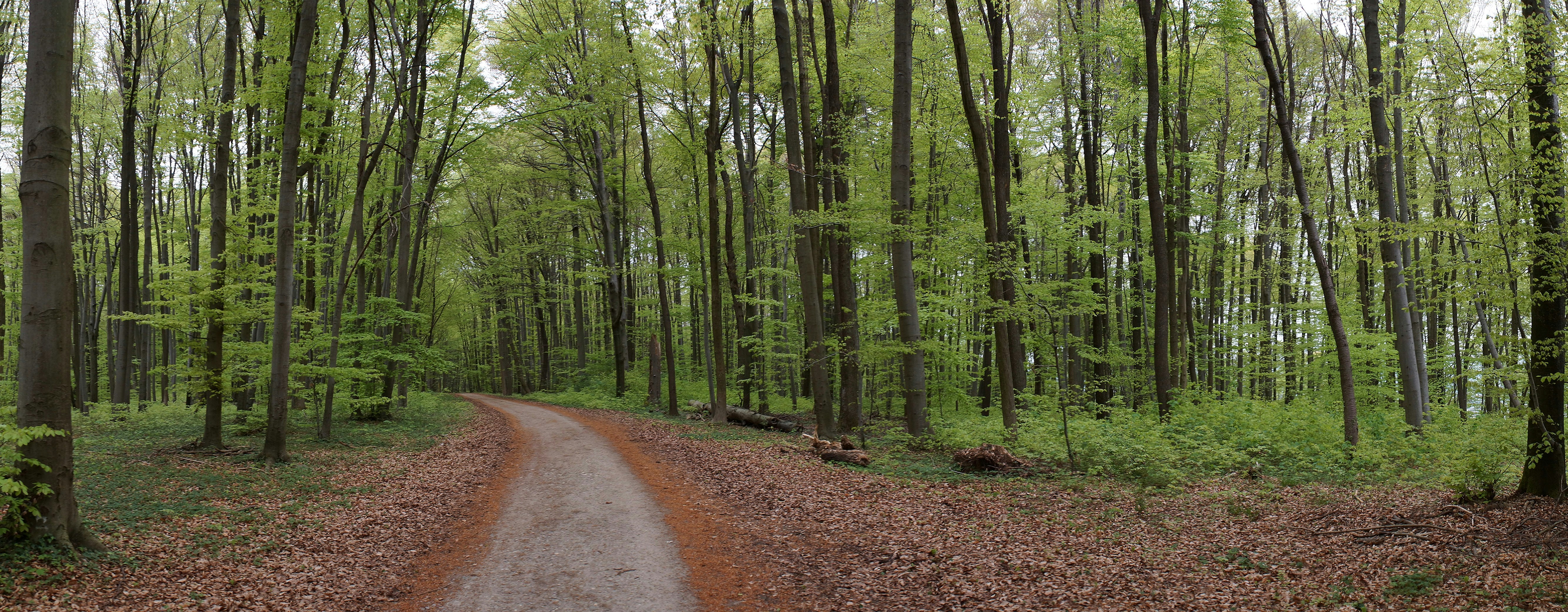 Photo by wolfgang_hasselmann