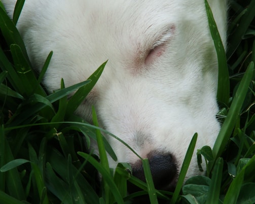 Close-up of soft, green artificial grass with a playful dog resting on it.