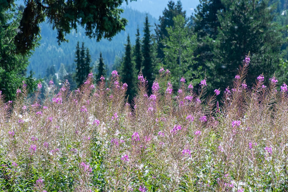 purple flowers on green grass field during daytime