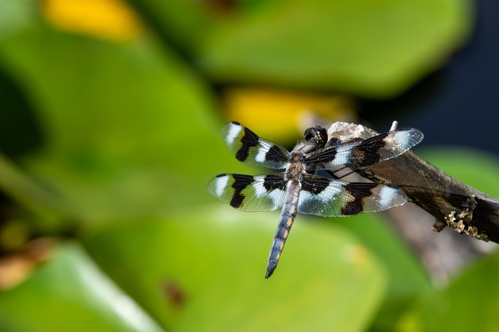 black and white dragonfly perched on green leaf in close up photography during daytime