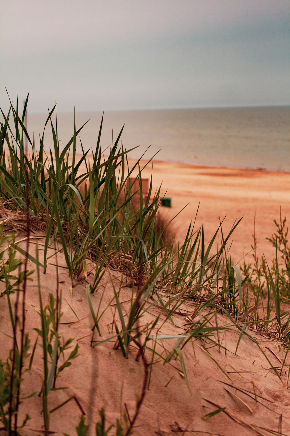 green grass on brown sand