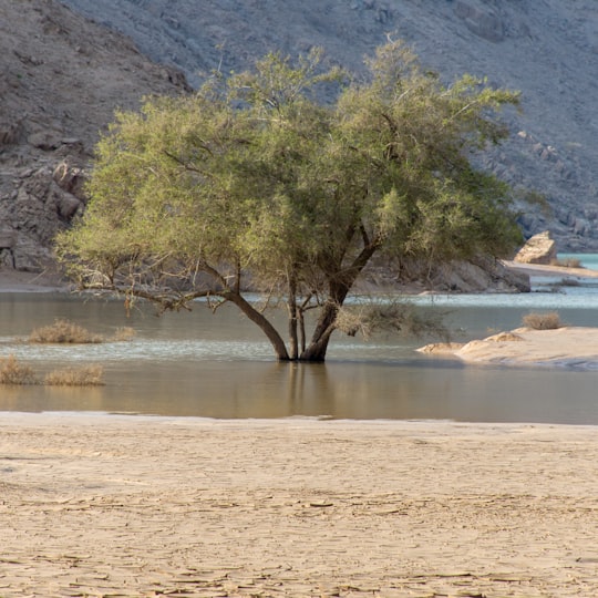 brown tree near body of water during daytime in Ras Al-Khaimah - Ras al Khaimah - United Arab Emirates United Arab Emirates