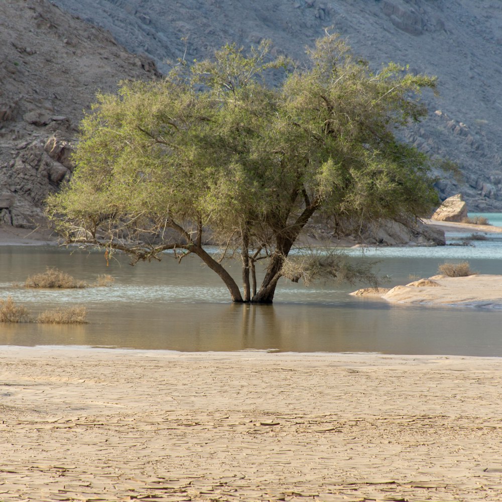 Árbol marrón cerca del cuerpo de agua durante el día