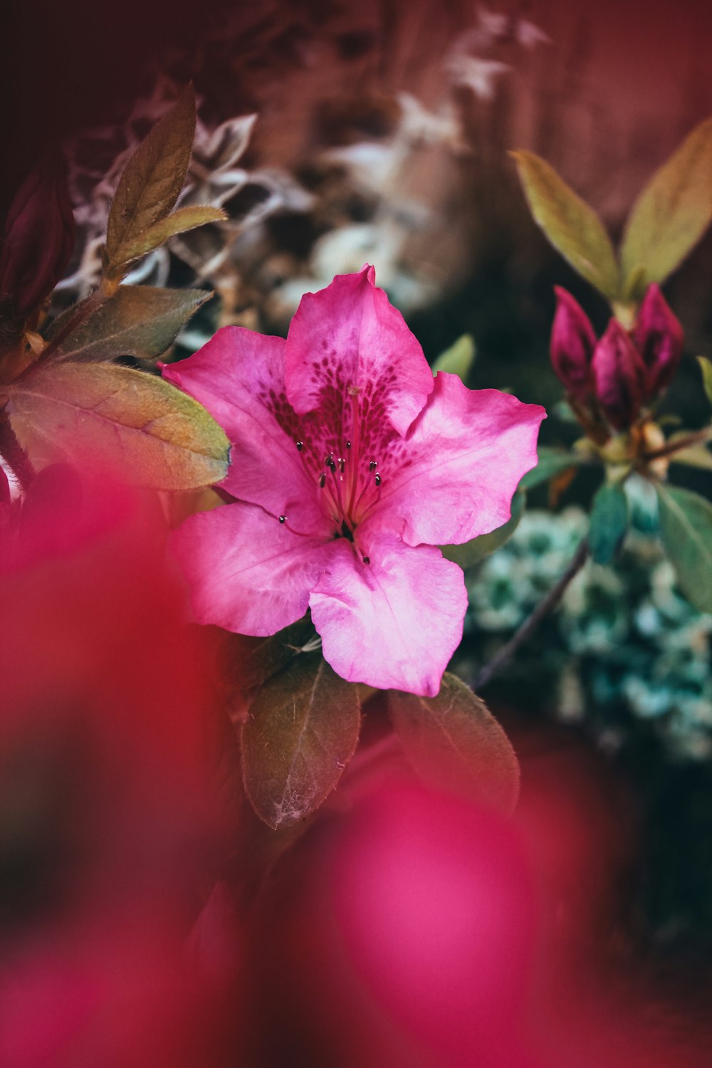 purple flower in tilt shift lens