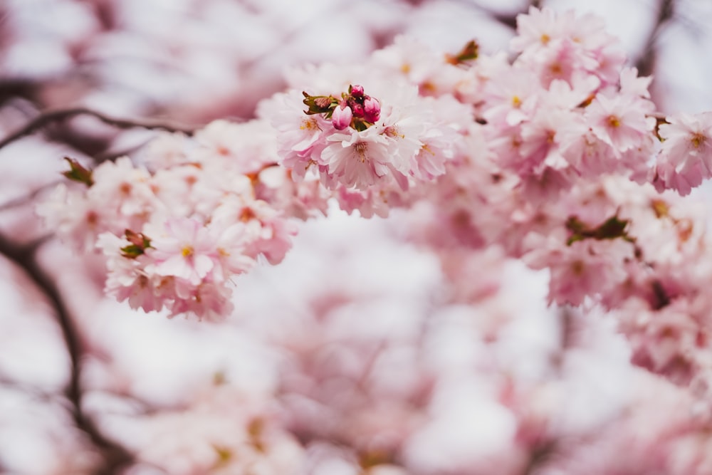 pink and white flowers in tilt shift lens