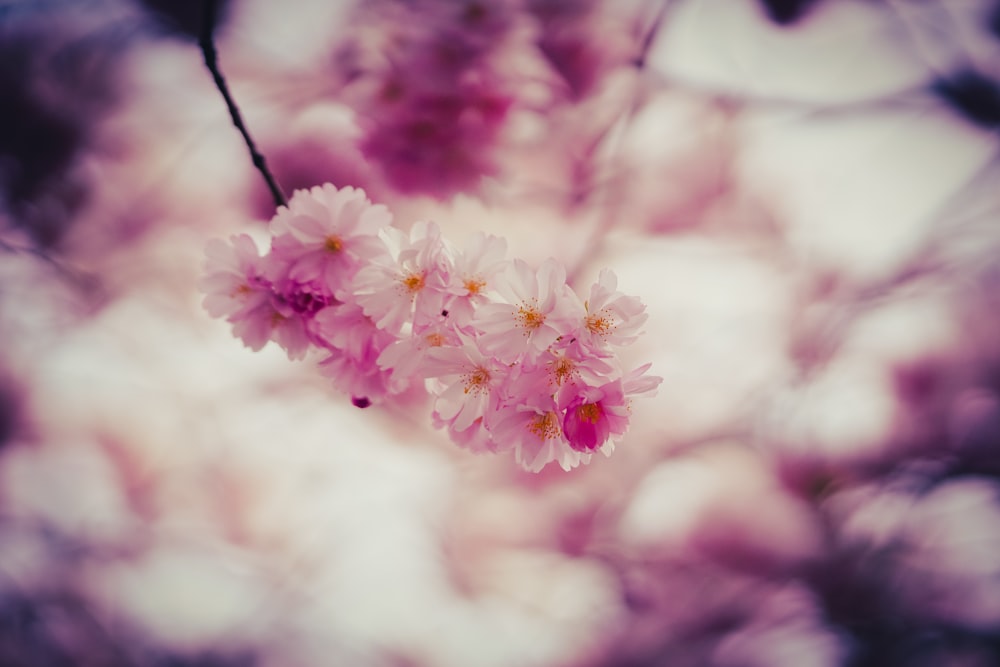 pink cherry blossom in close up photography