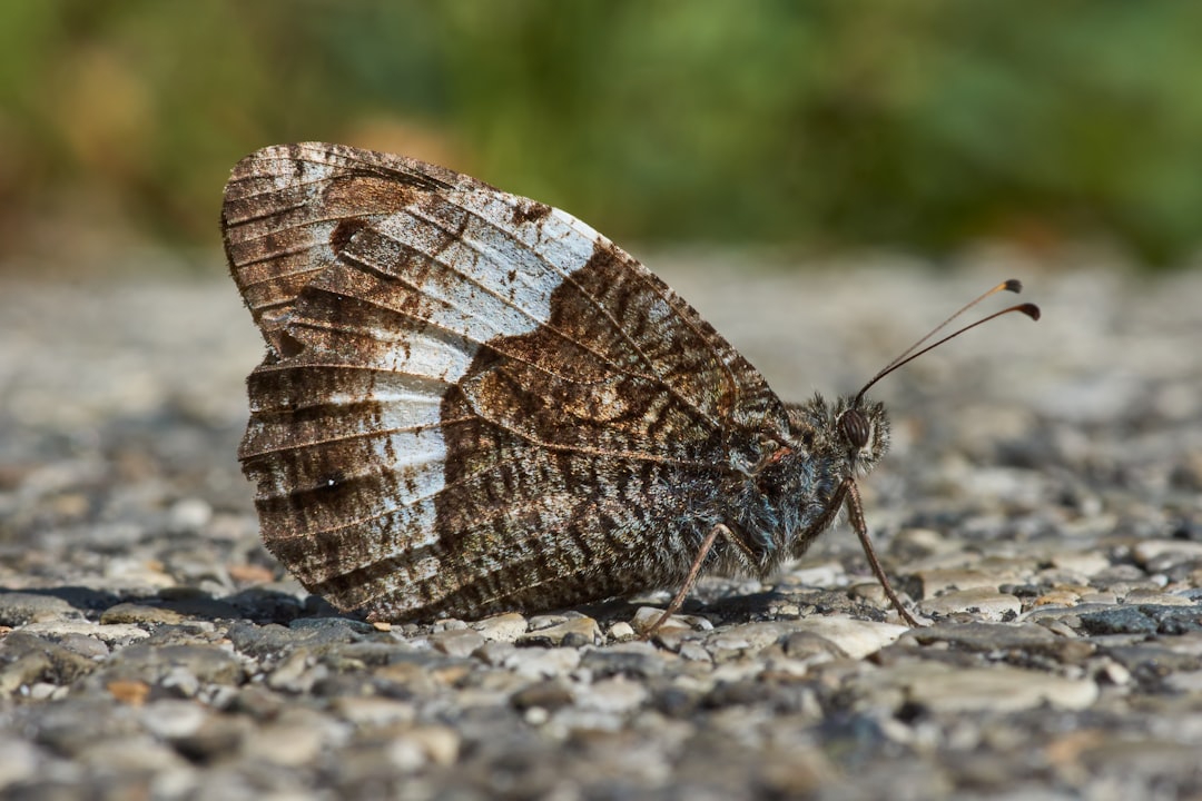 brown and white butterfly on gray rock during daytime