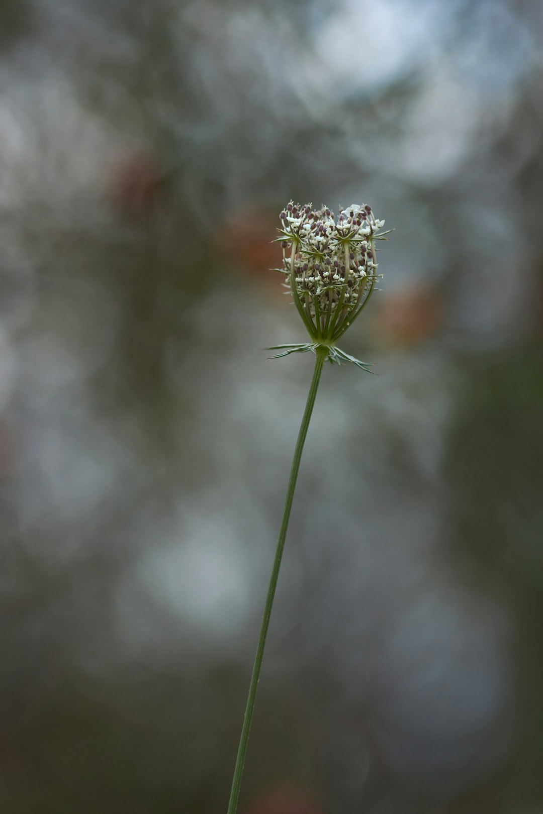 green flower bud in tilt shift lens