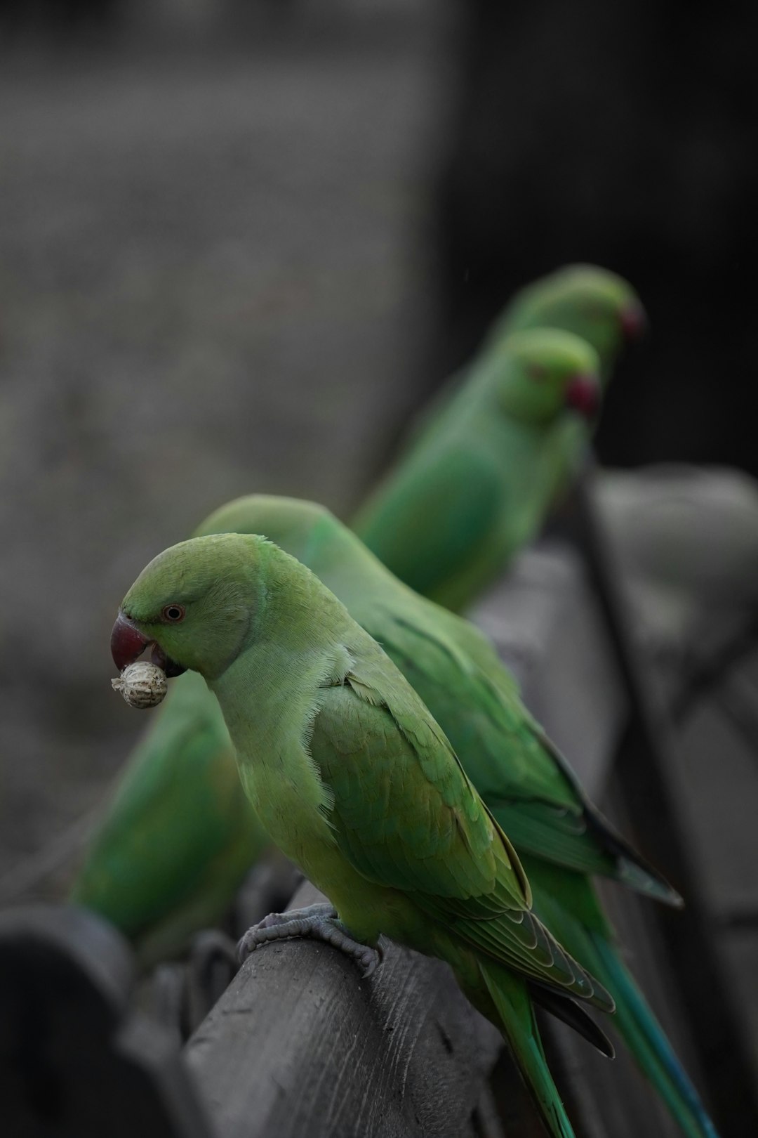 green bird on black metal fence