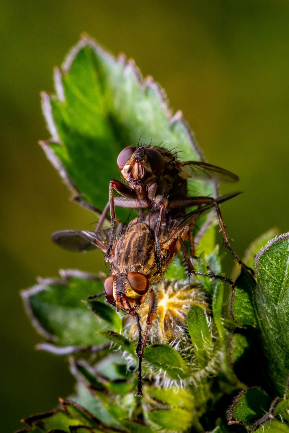 black and yellow fly perched on green leaf in close up photography during daytime
