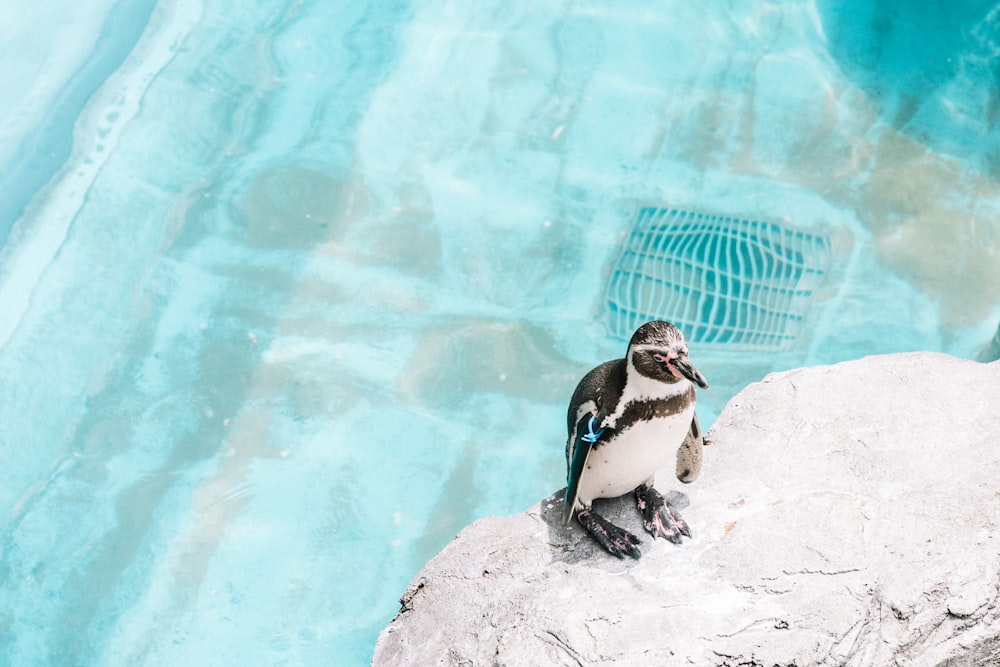 penguin on rock near body of water during daytime