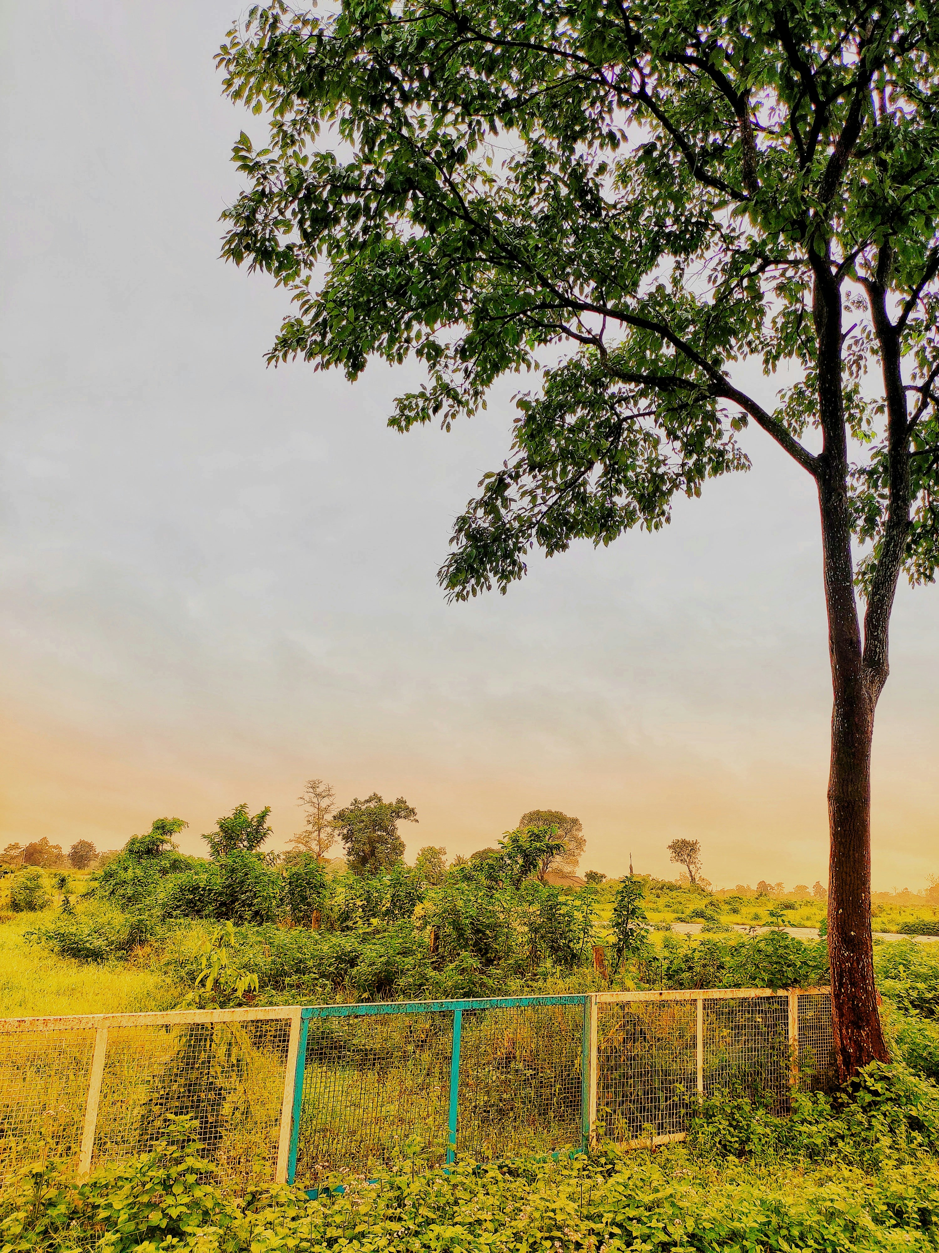 Photo by satyajit_biswas