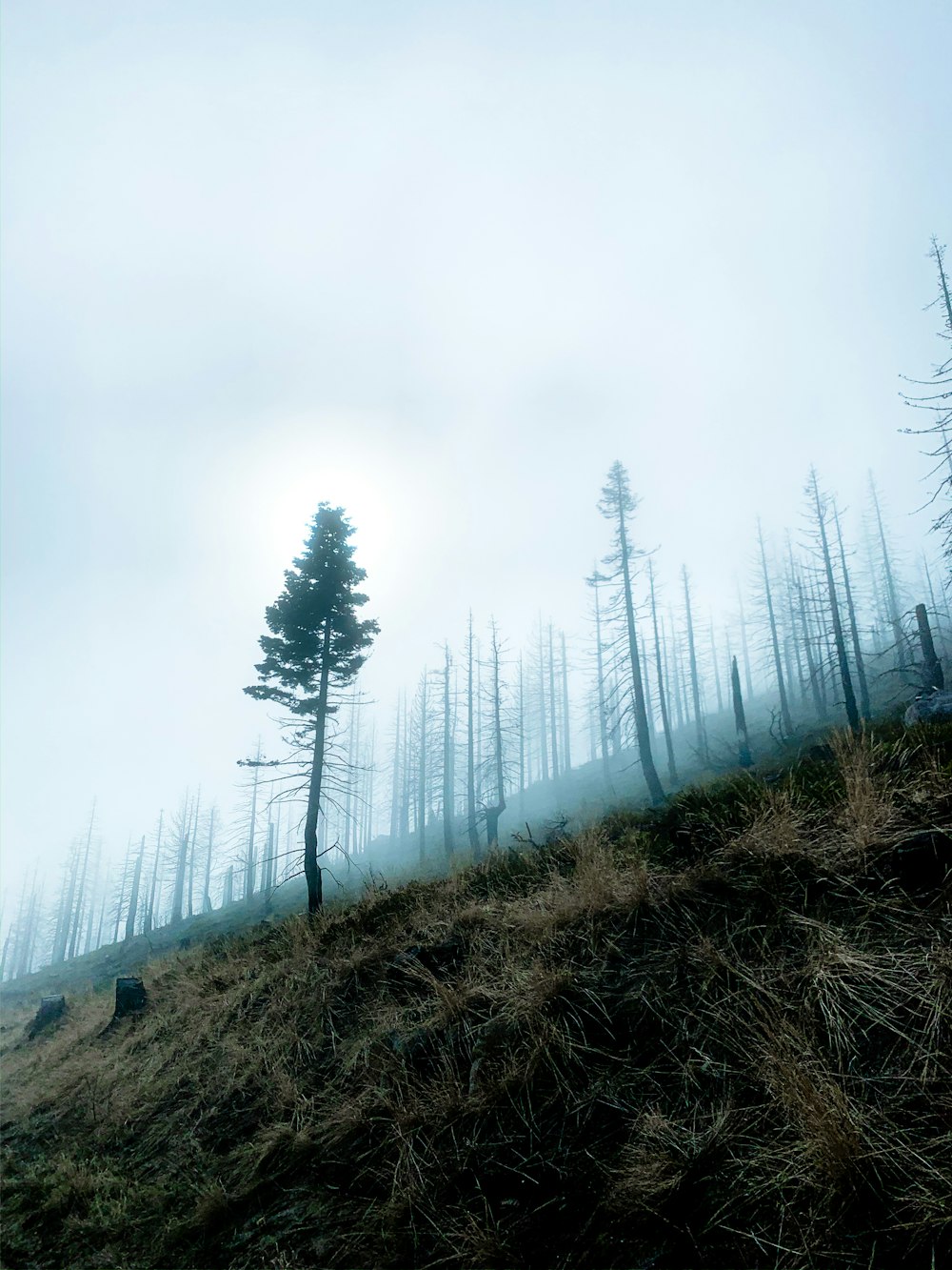 green grass field and trees covered with fog