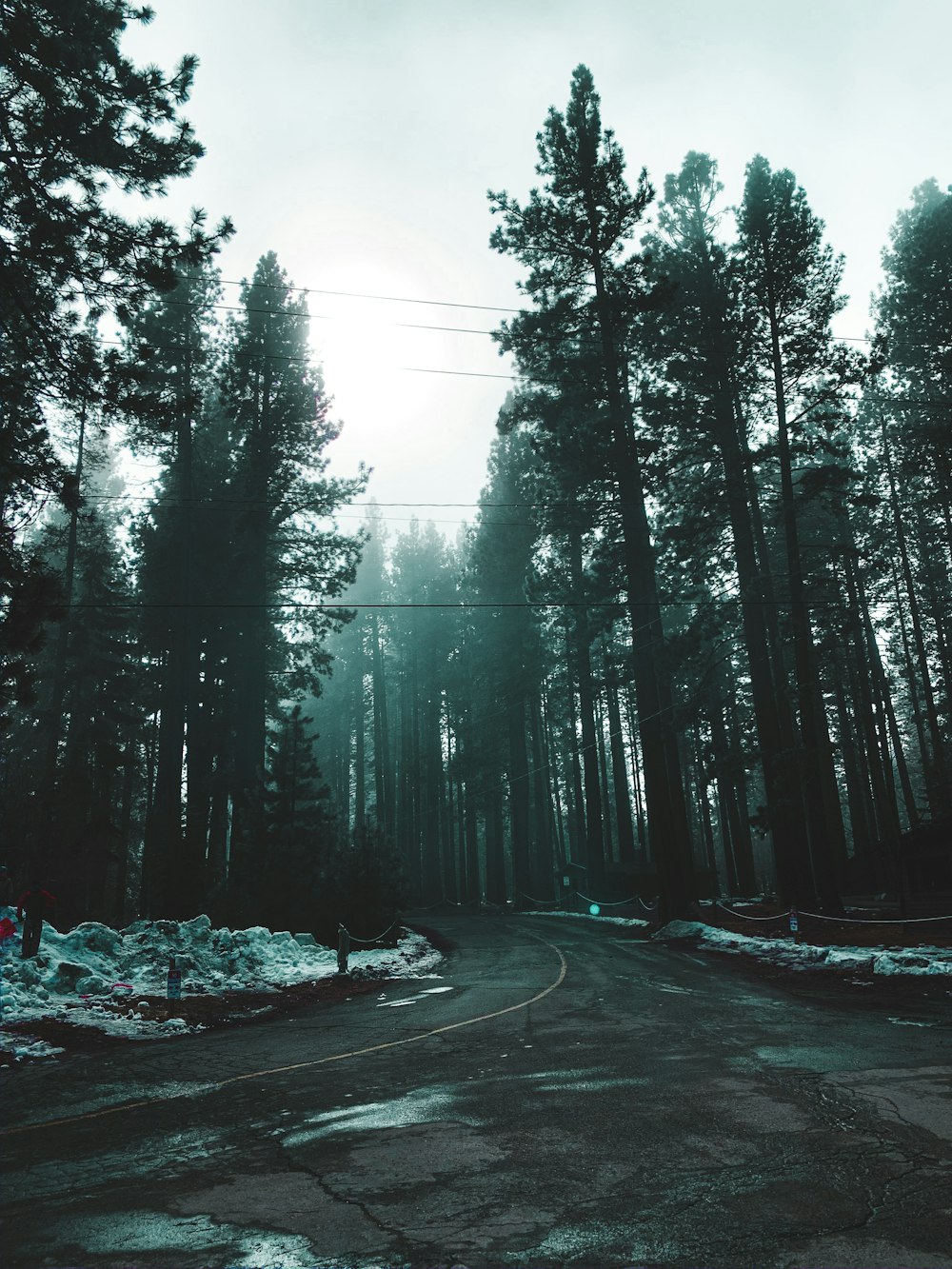 road in the middle of trees covered with snow