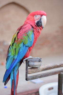 A colorful parrot perched on a wooden stand, surrounded by playful bird toys.