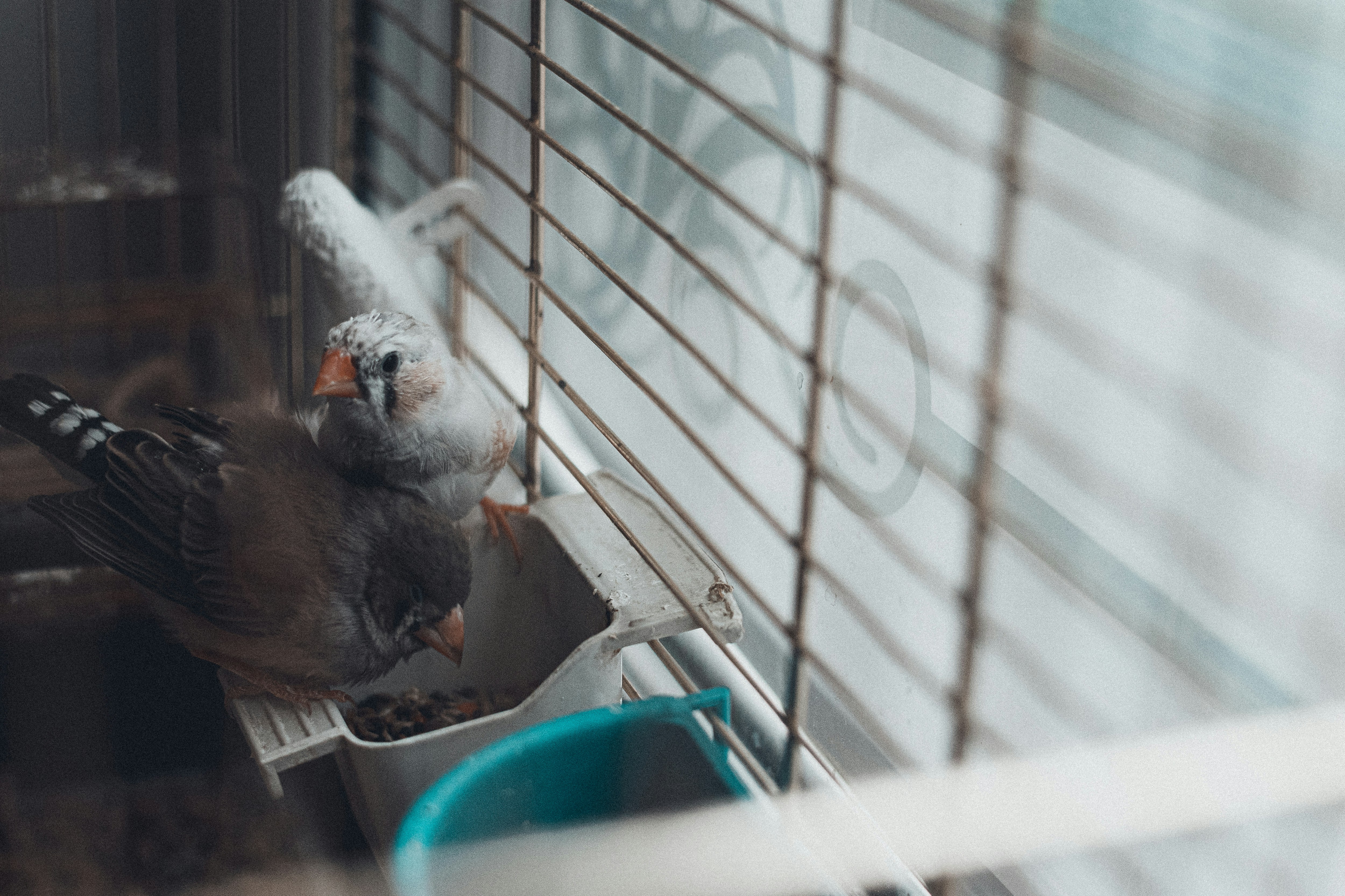 Daily Care Routine for Pet Birds: Complete 2026 Guide