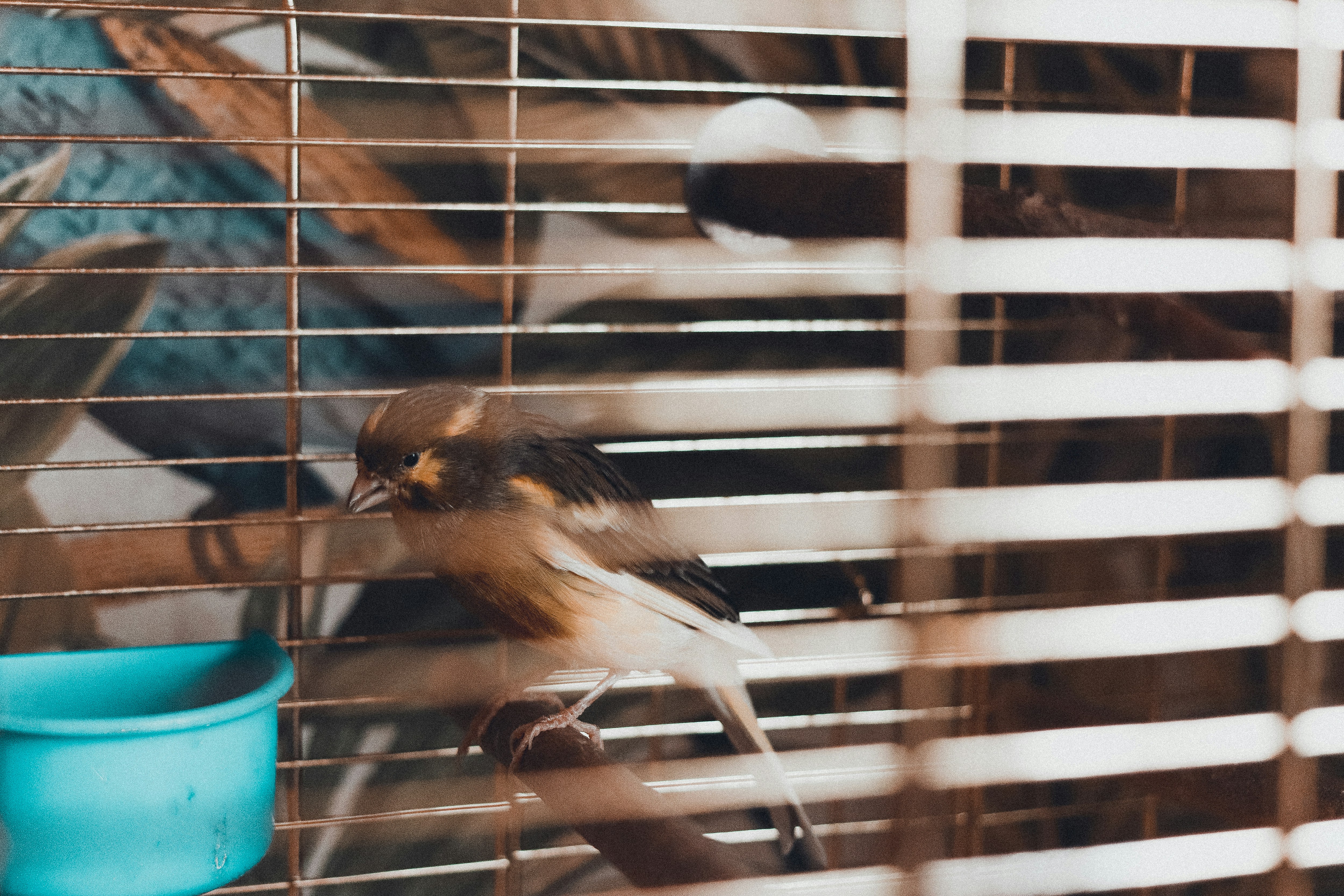 How to Prevent Odor in Cages: Expert Guide for Small Pet Owners