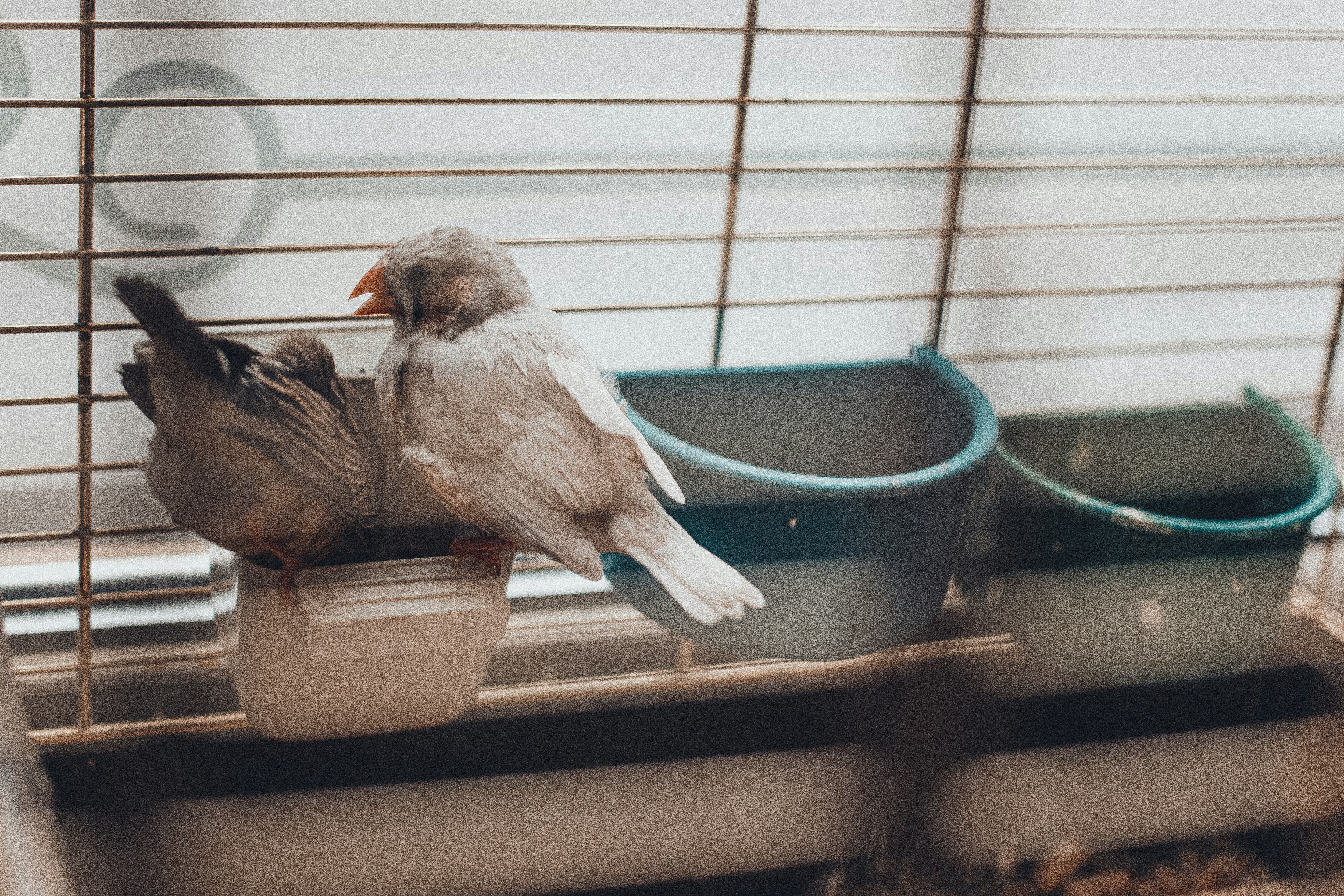 Early Signs Your Bird Is Sick Every Owner Should Know