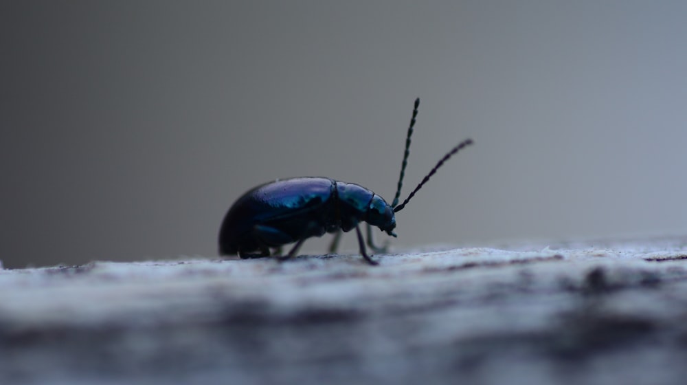 a close up of a bug on a surface