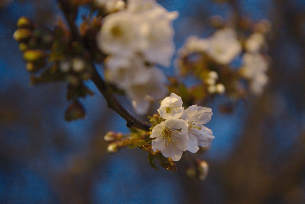 white cherry blossom in close up photography