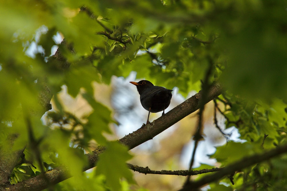 black bird on tree branch during daytime