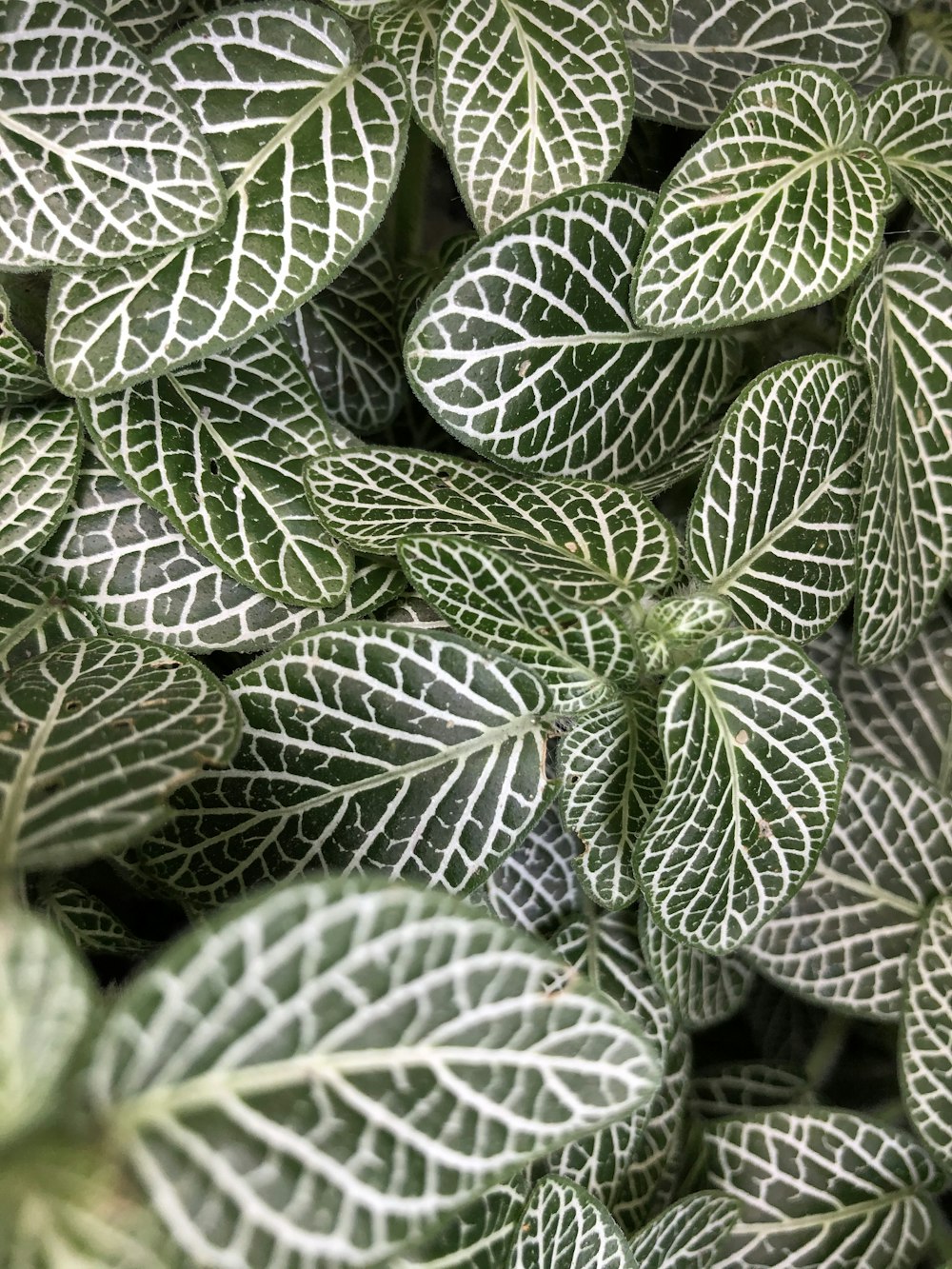 green and white leaves with water droplets