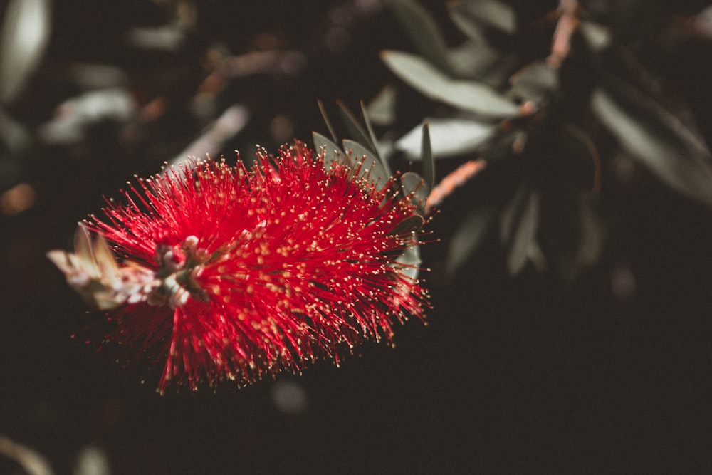 red and white flower in close up photography