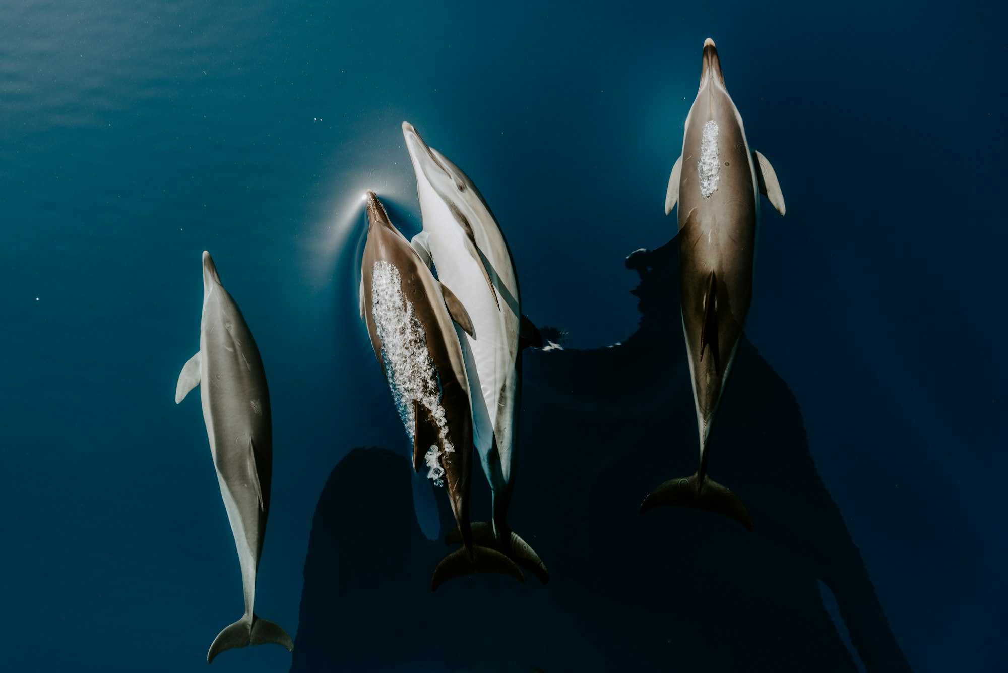 Dolfijnen, barometers van zieke oceaan