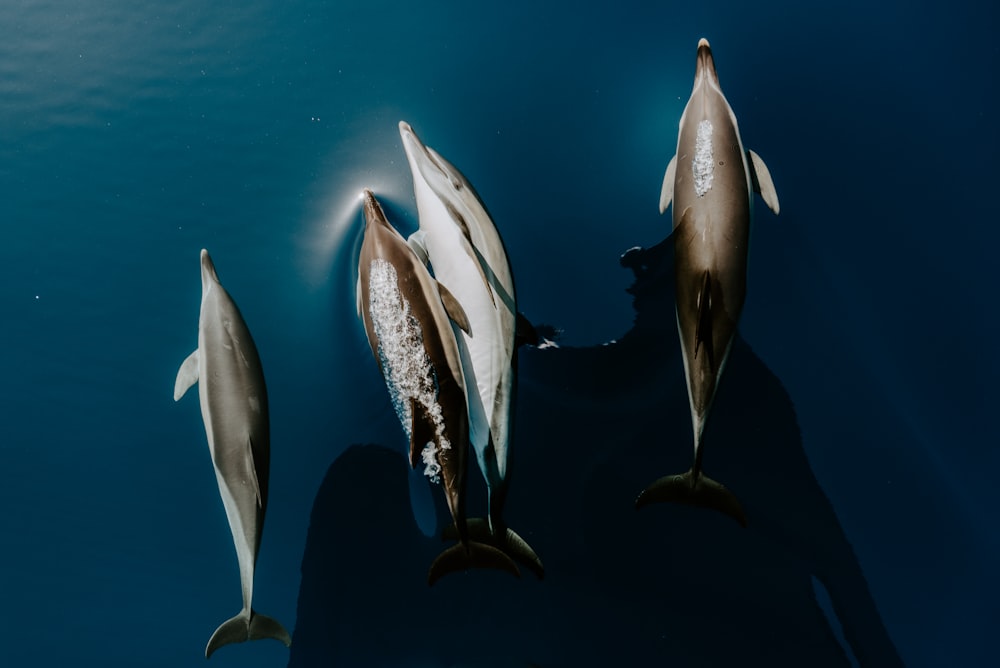 silver fish on water during daytime