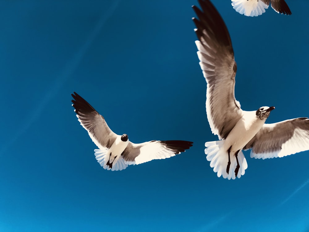 white and black bird flying during daytime