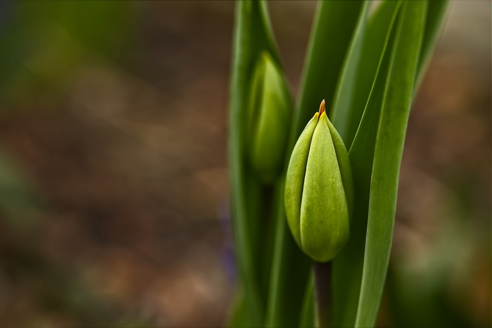 green flower bud in close up photography