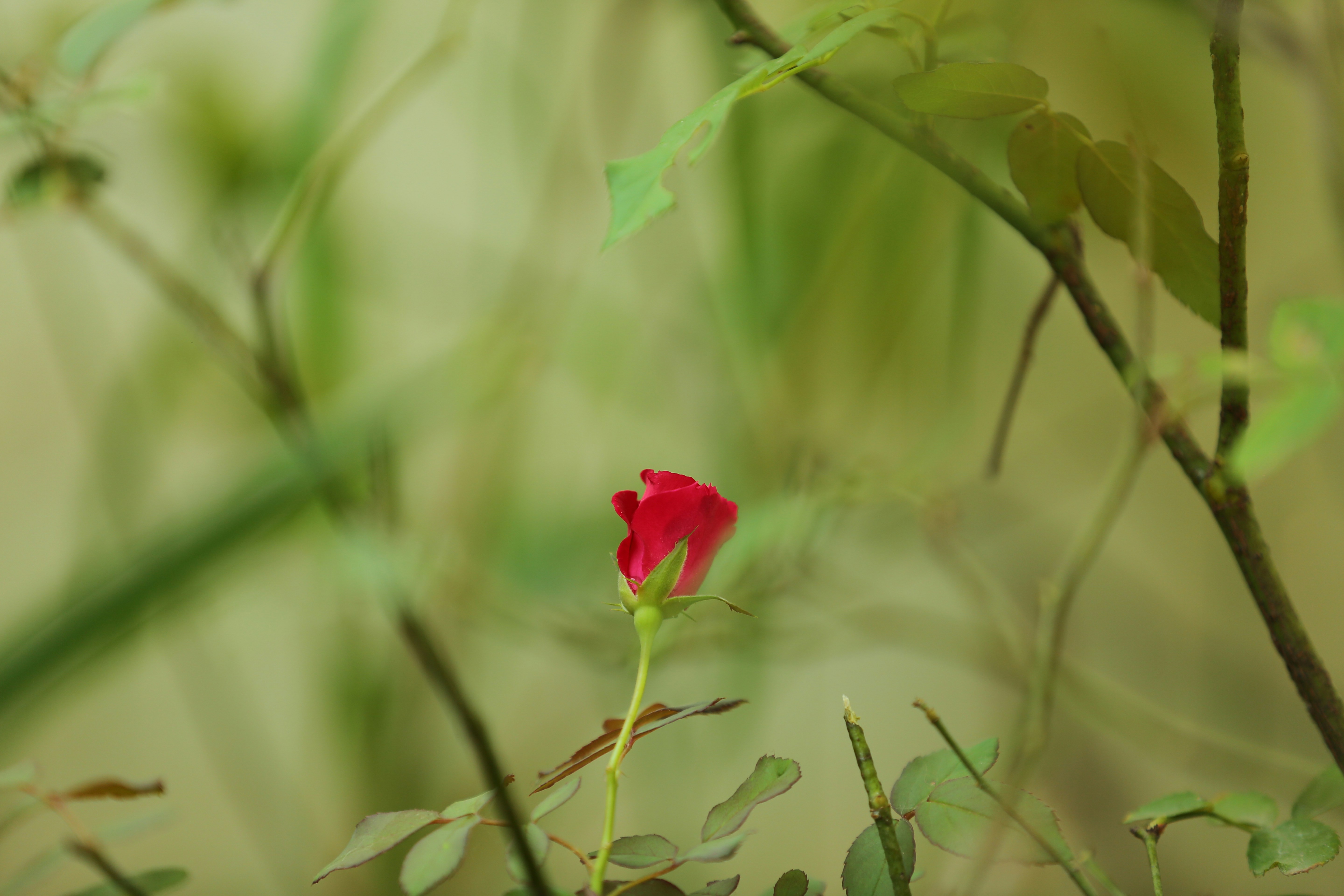 Photo by sujeethpotla