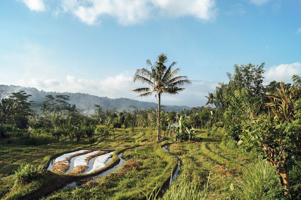 green palm trees on green grass field under blue sky during daytime