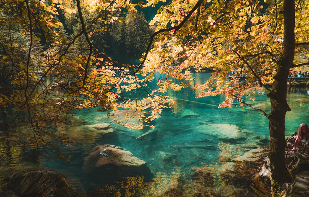 brown and yellow leaves trees beside body of water