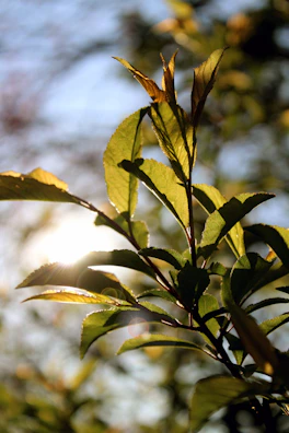Sunlight filtering through leafy plants in a peaceful yoga studio.