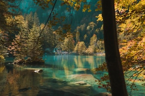 body of water between trees during daytime