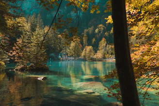 body of water between trees during daytime