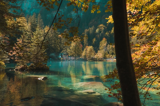 body of water between trees during daytime