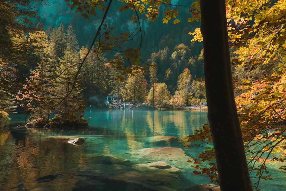 body of water between trees during daytime